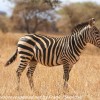 Tanzania-Day-Seven-animals-32-of-34