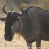 Tanzania-Day-Seven-animals-33-of-34