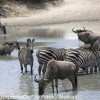 Tanzania-Day-Seven-animals-5-of-34