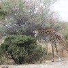 Tanzania-Day-Seven-animals-7-of-34