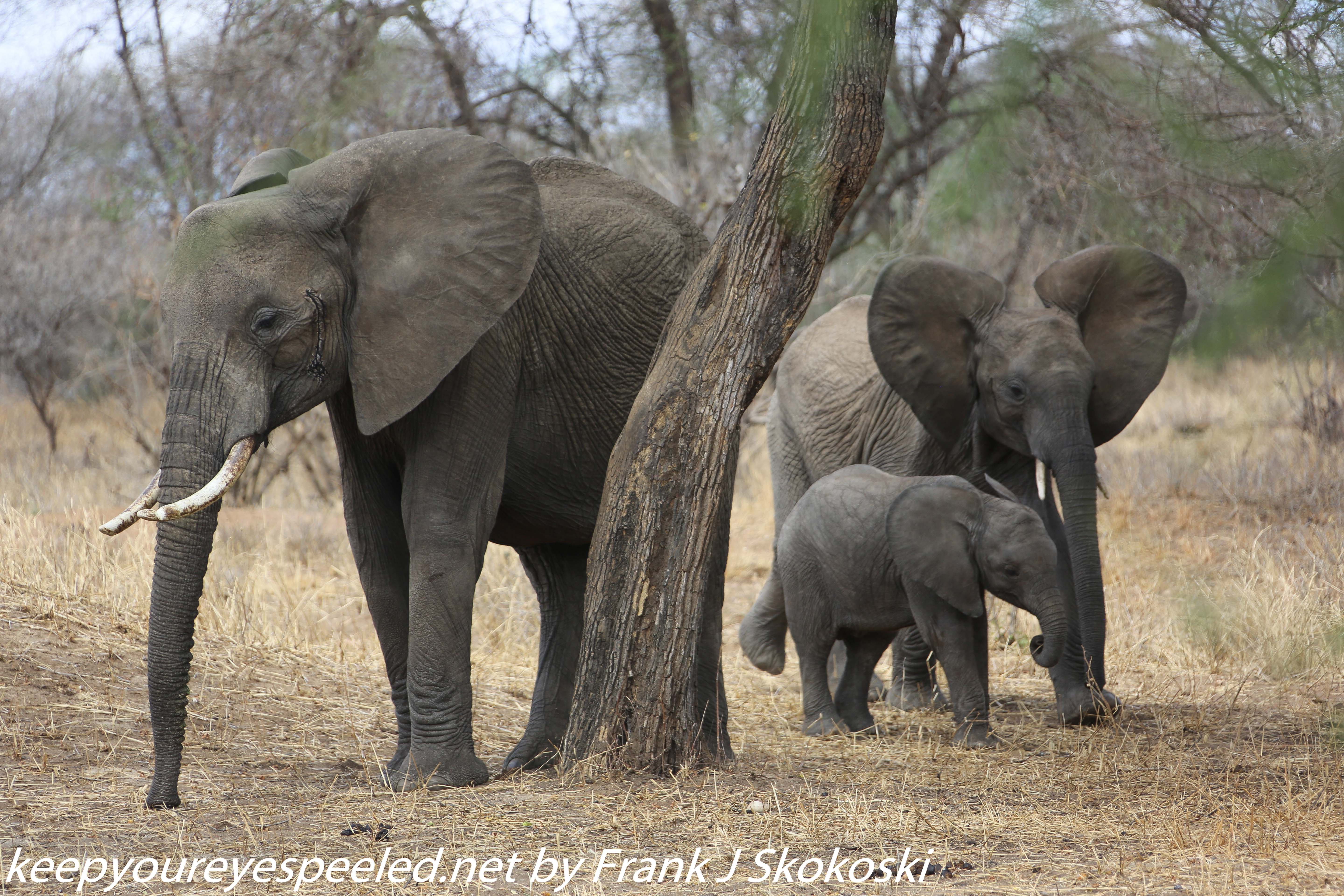 Tanzania-Day-Seven-Tarangire-elephants-10-of-31