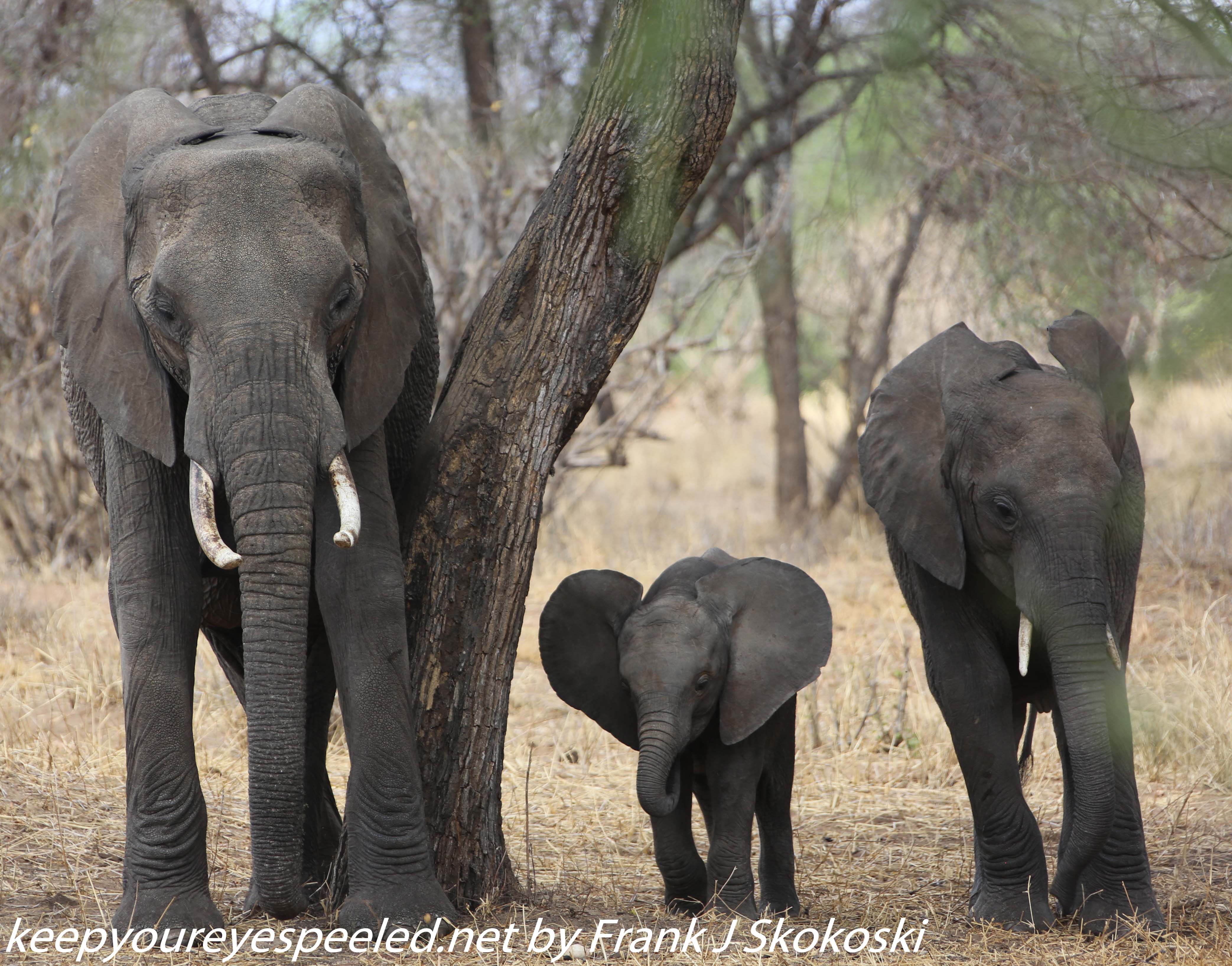 Tanzania-Day-Seven-Tarangire-elephants-12-of-31