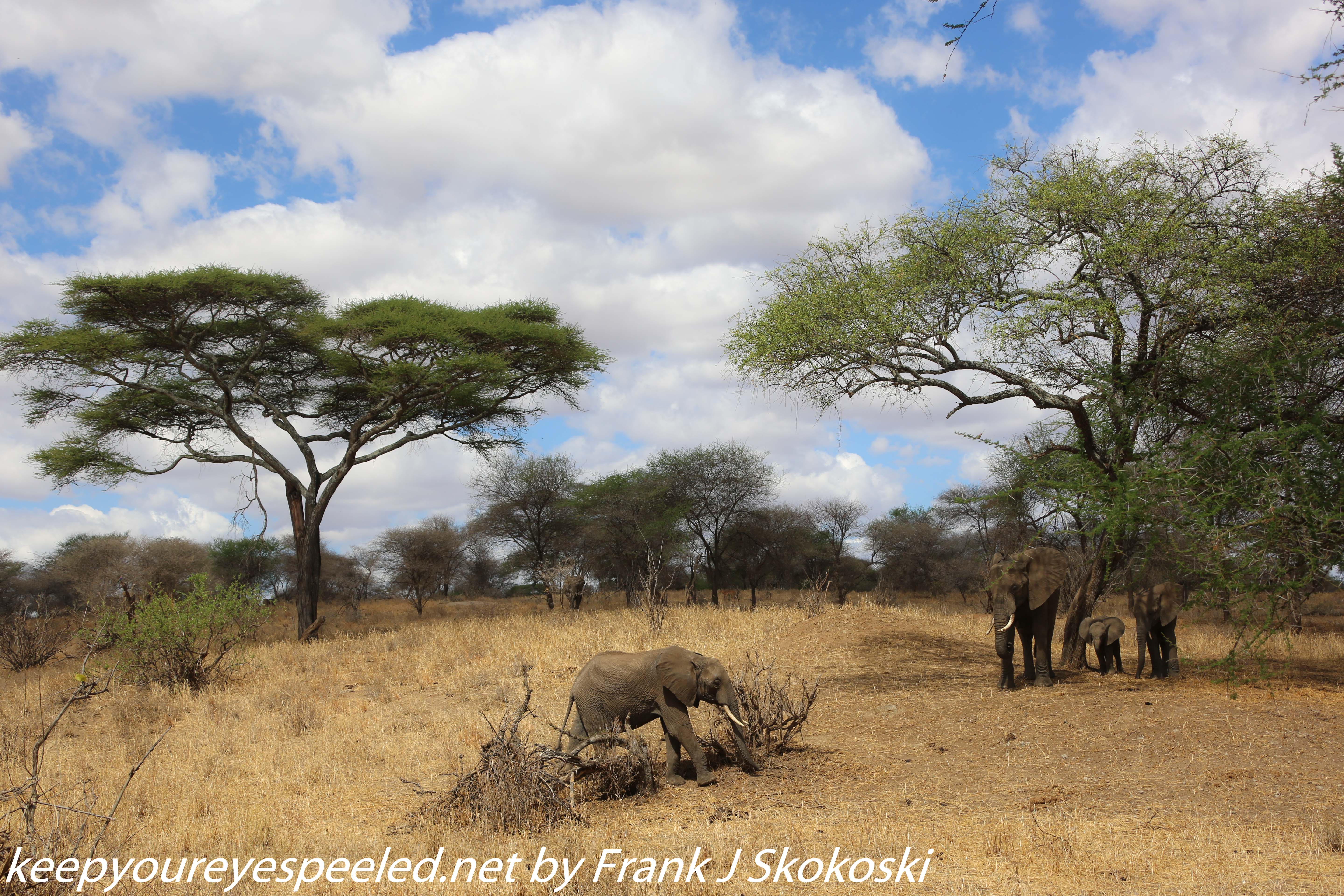 Tanzania-Day-Seven-Tarangire-elephants-14-of-31