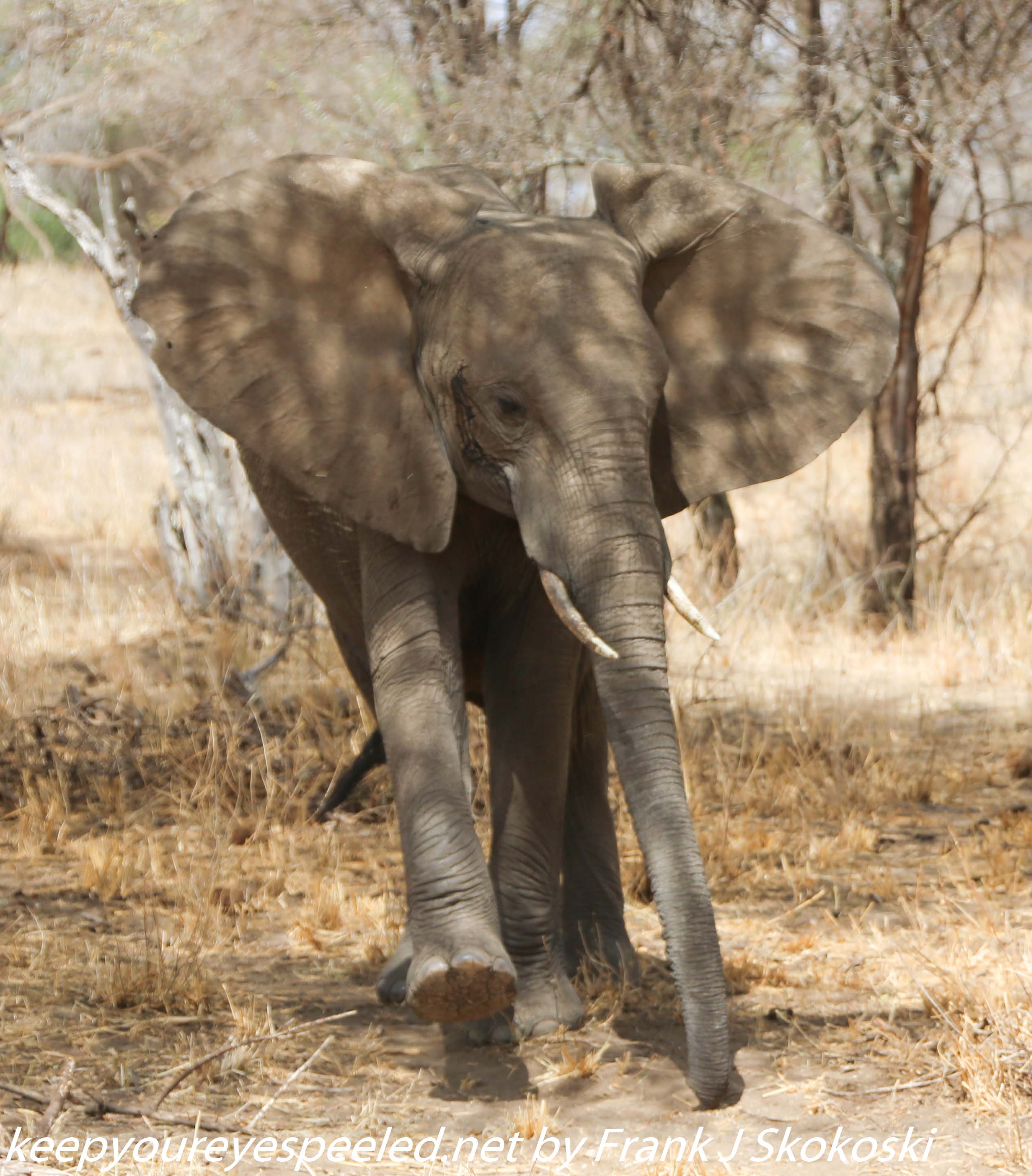 Tanzania-Day-Seven-Tarangire-elephants-18-of-31
