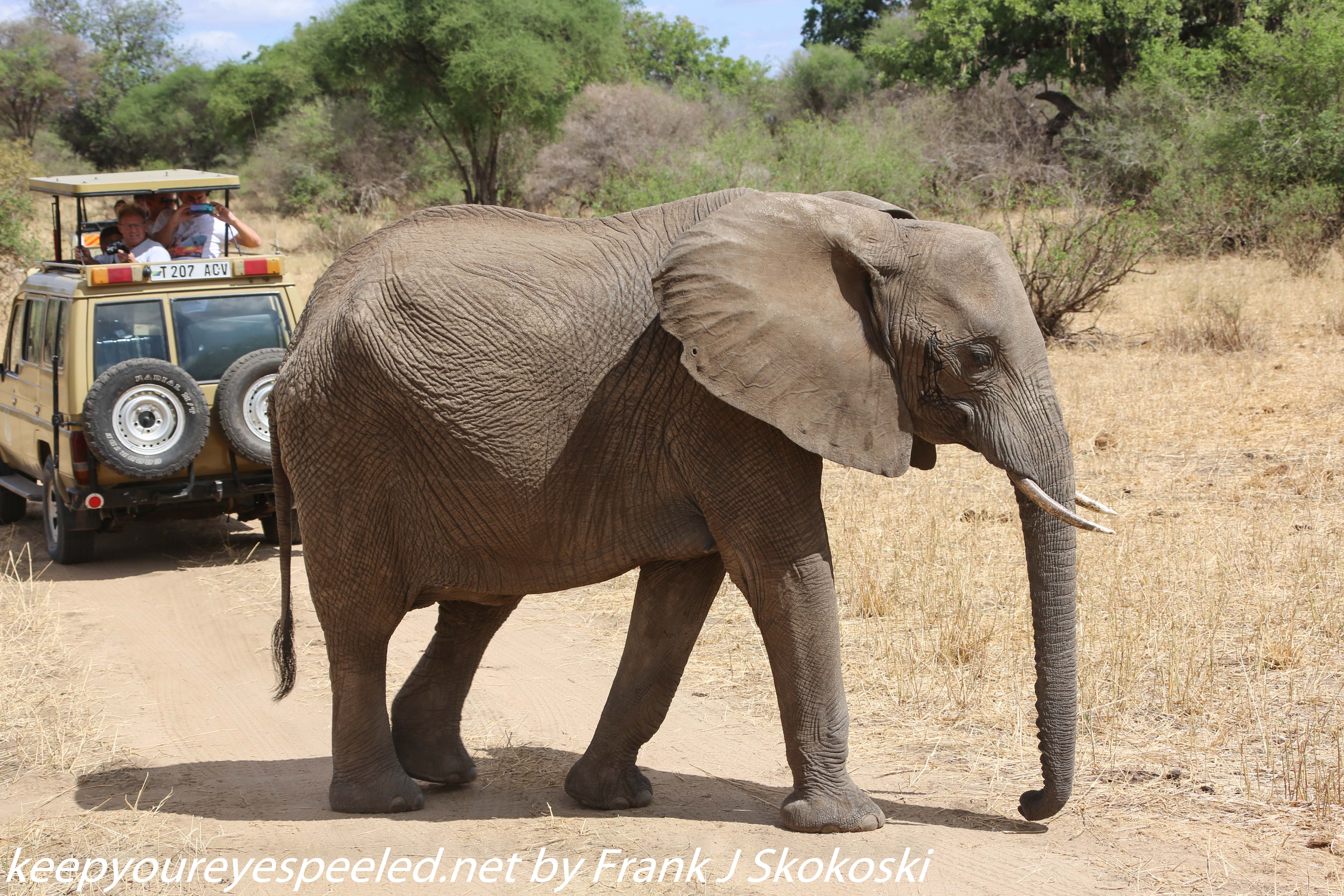 Tanzania-Day-Seven-Tarangire-elephants-19-of-31