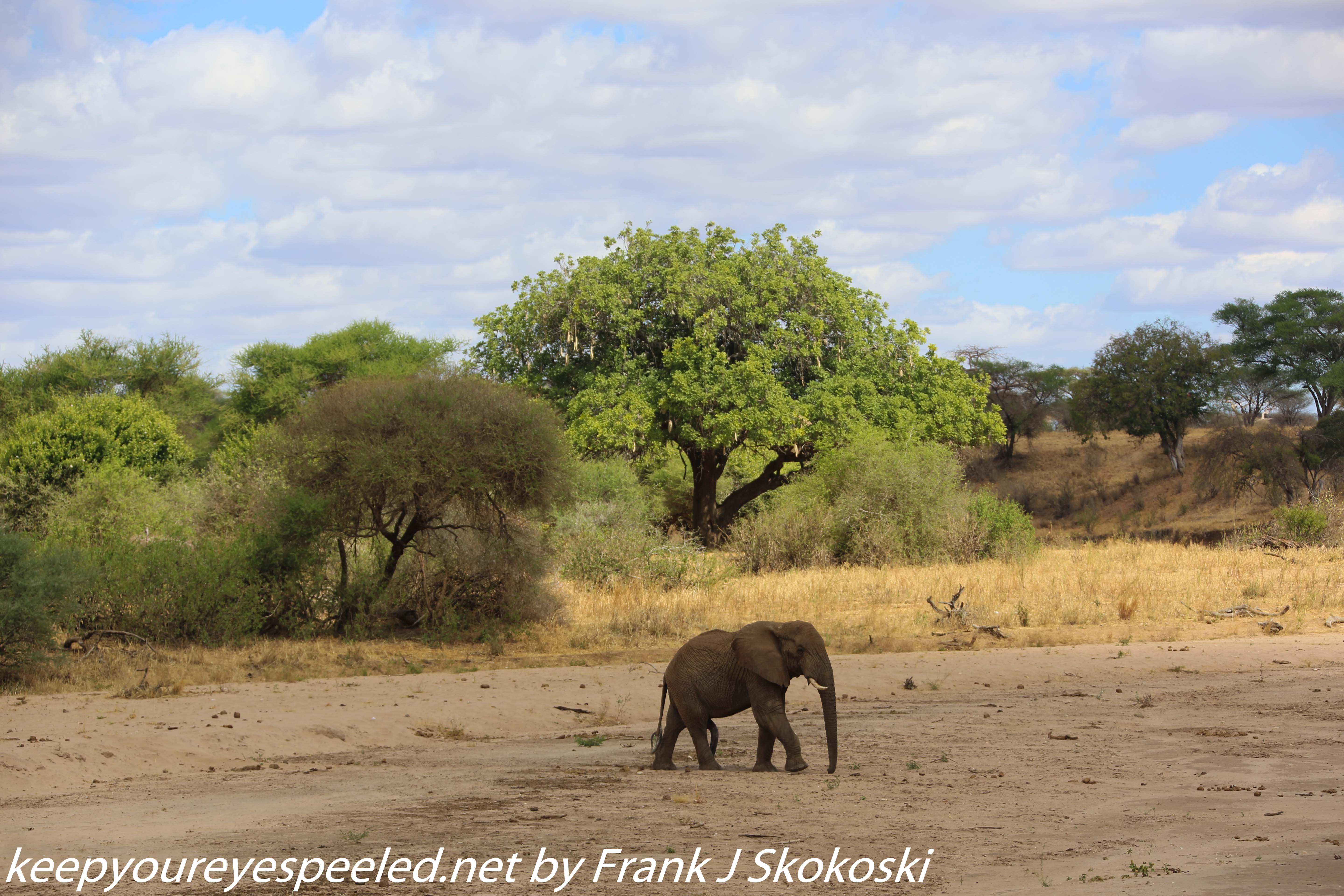 Tanzania-Day-Seven-Tarangire-elephants-21-of-31