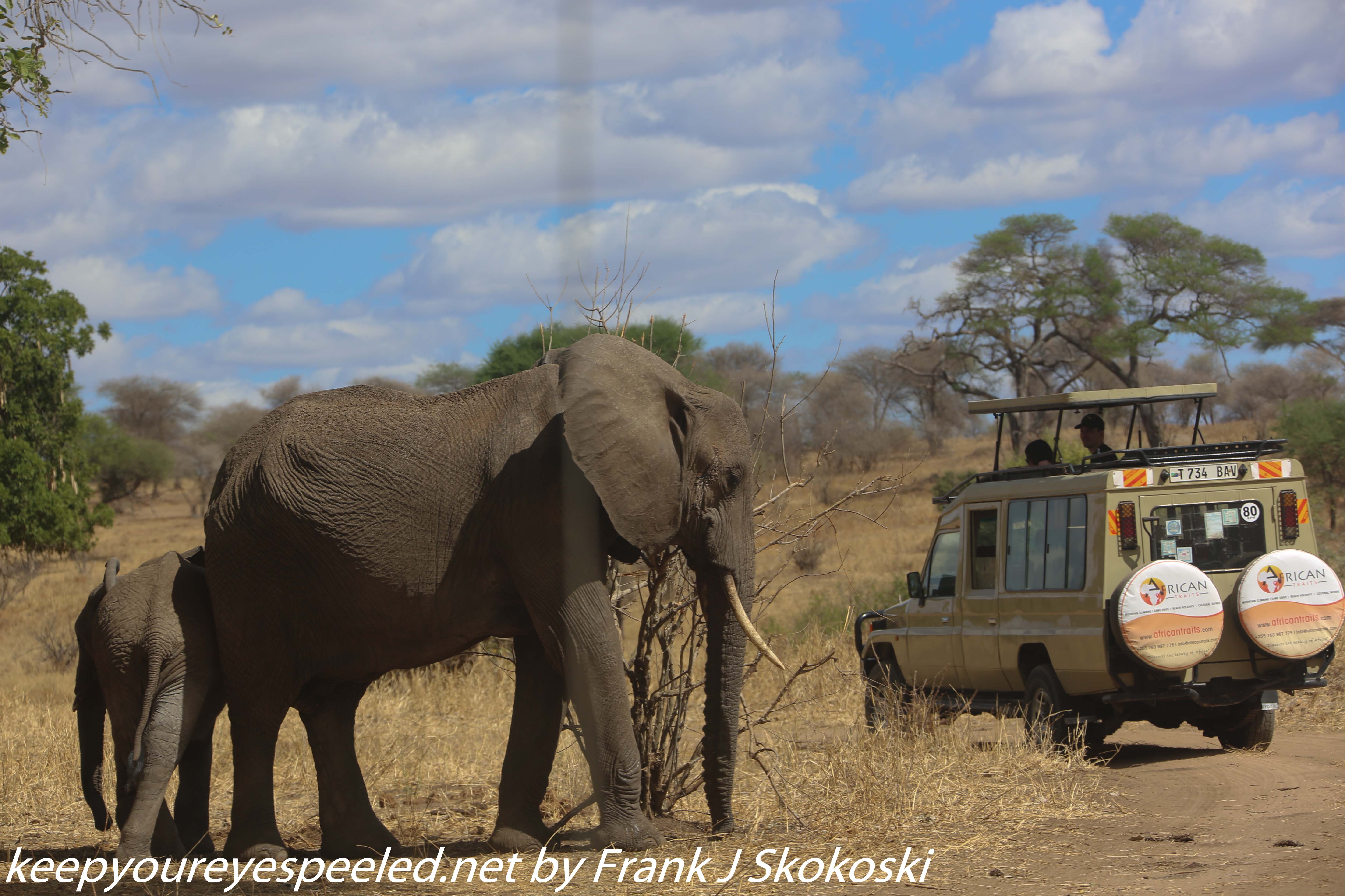Tanzania-Day-Seven-Tarangire-elephants-25-of-31