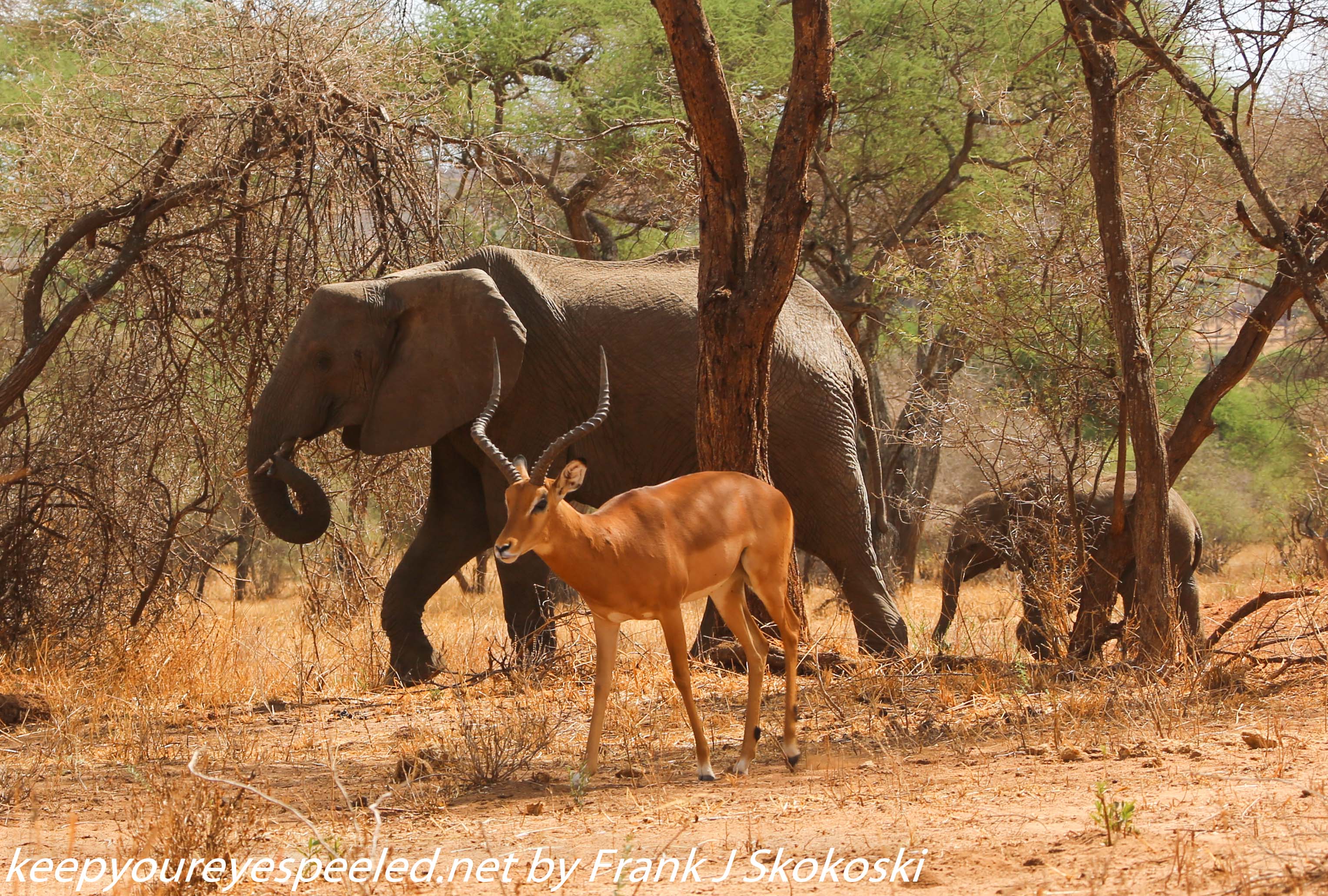 Tanzania-Day-Seven-Tarangire-elephants-28-of-31