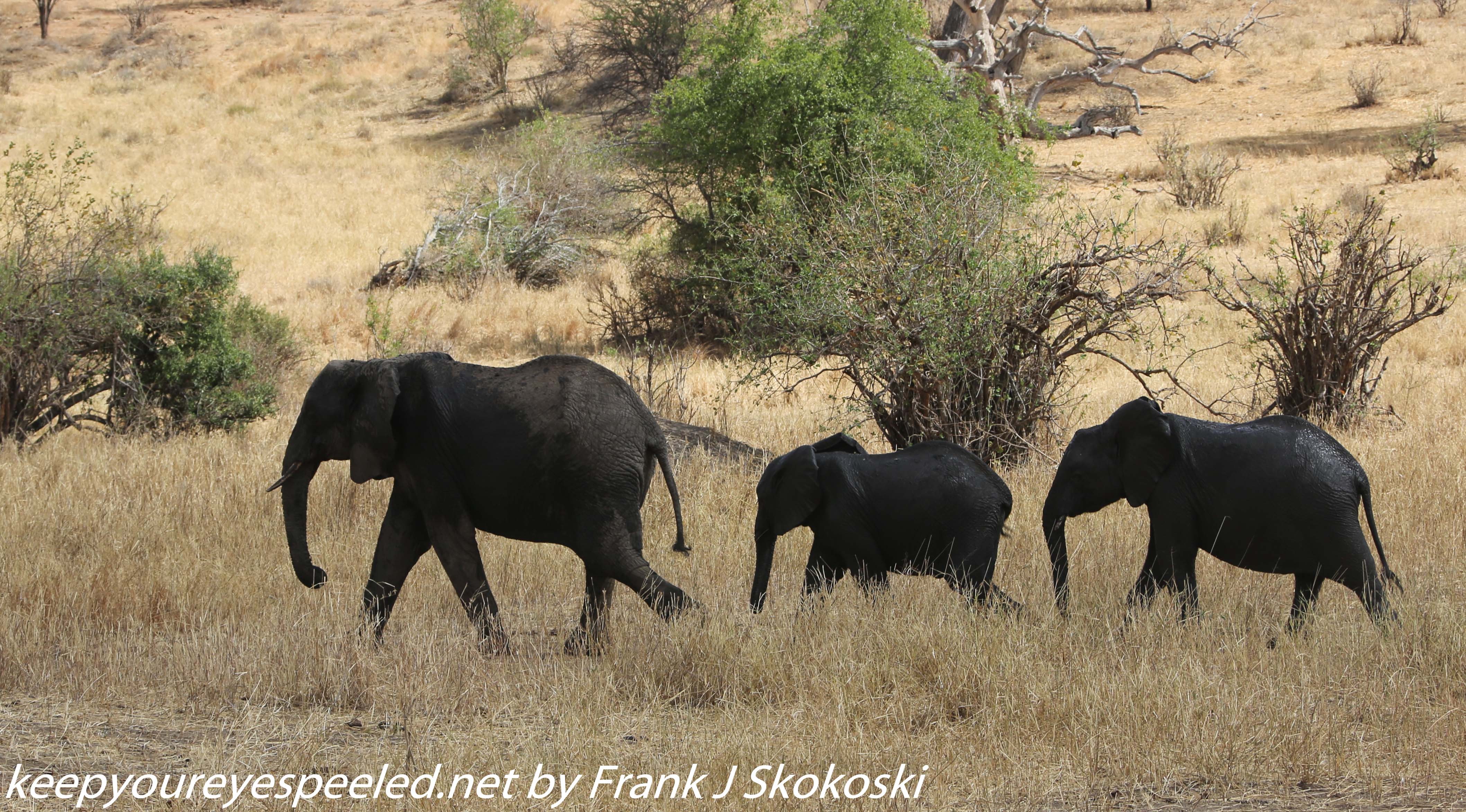 Tanzania-Day-Seven-Tarangire-elephants-30-of-31