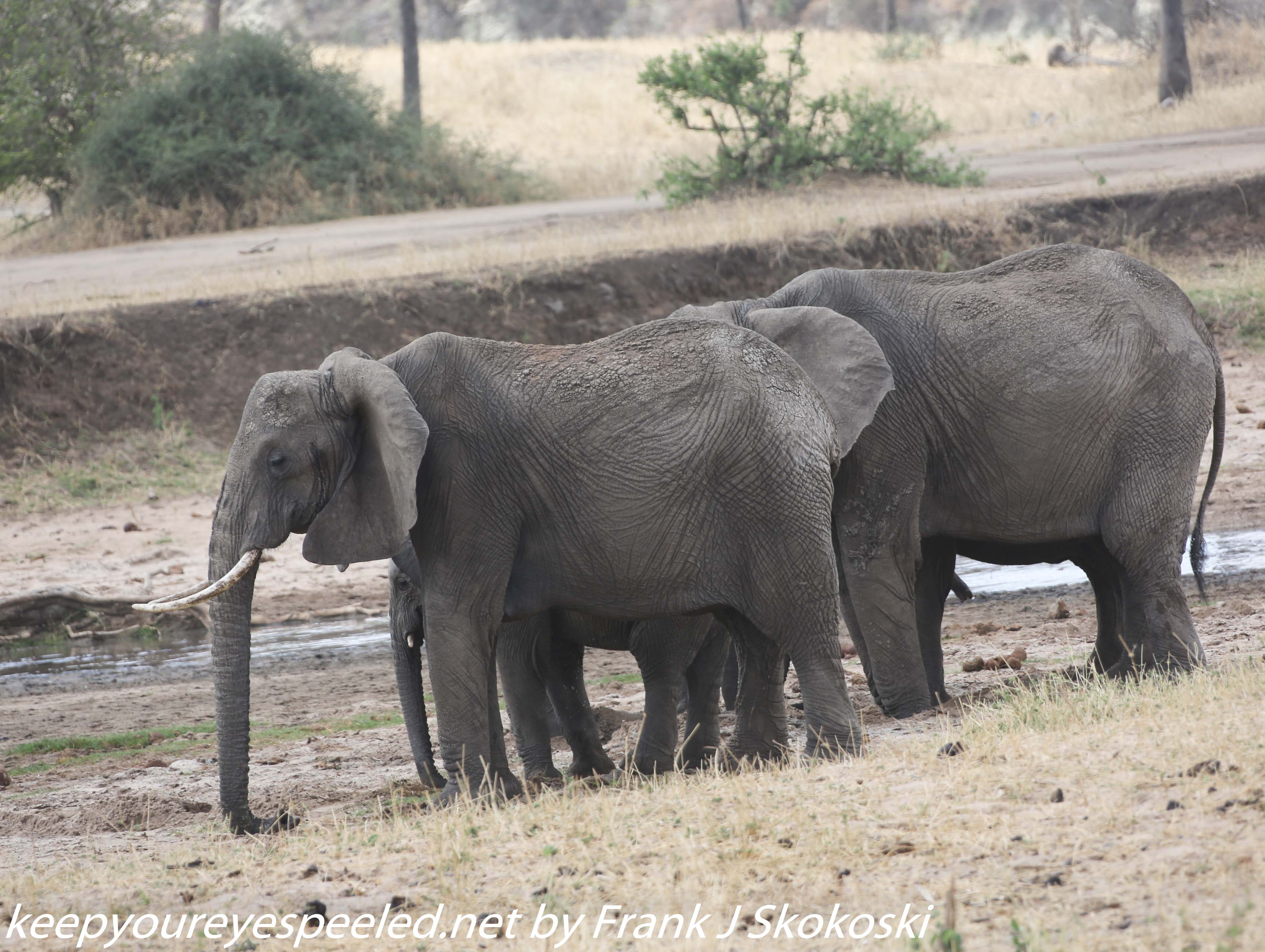 Tanzania-Day-Seven-Tarangire-elephants-4-of-31