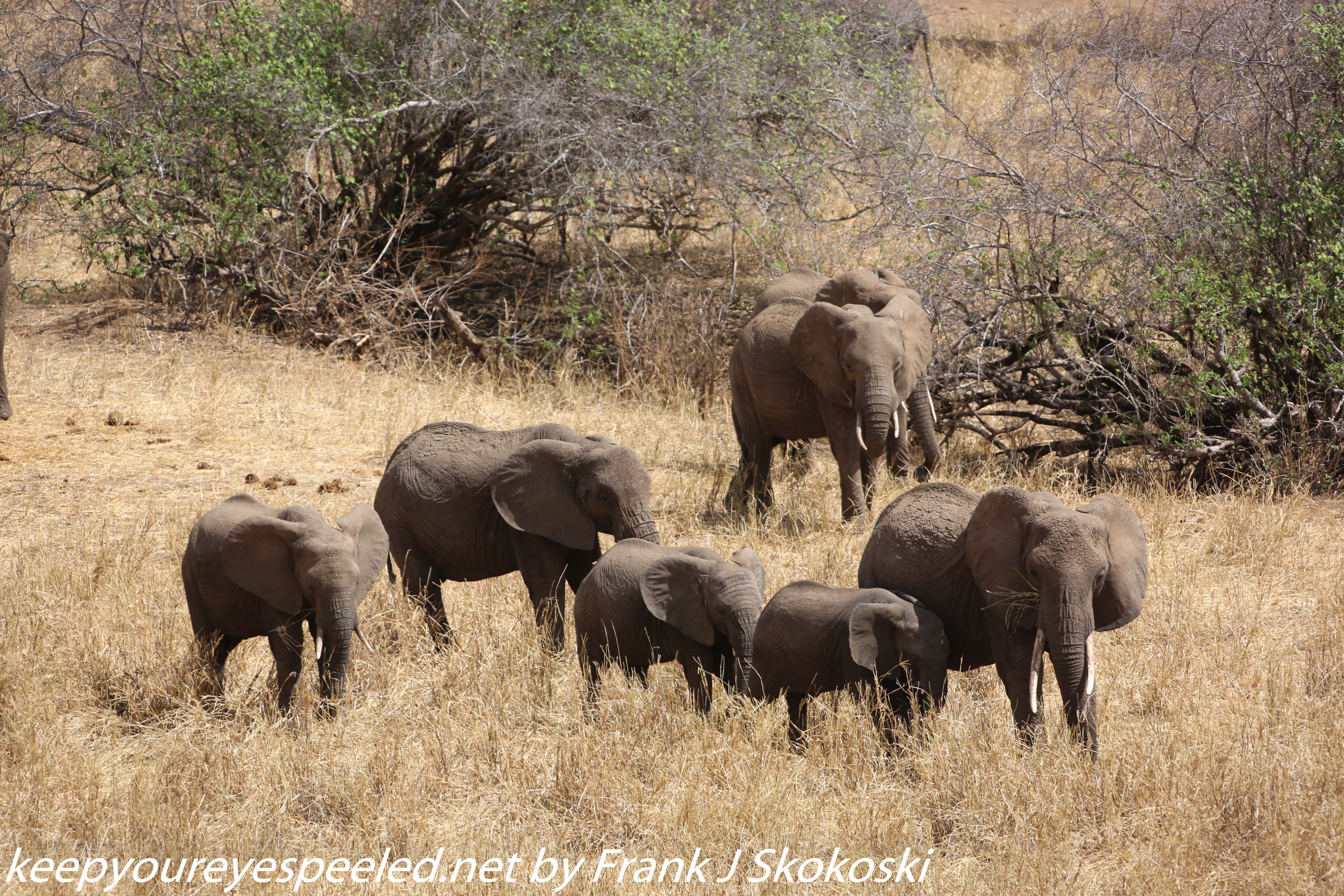 Tanzania-Day-Seven-Tarangire-elephants-5-of-31