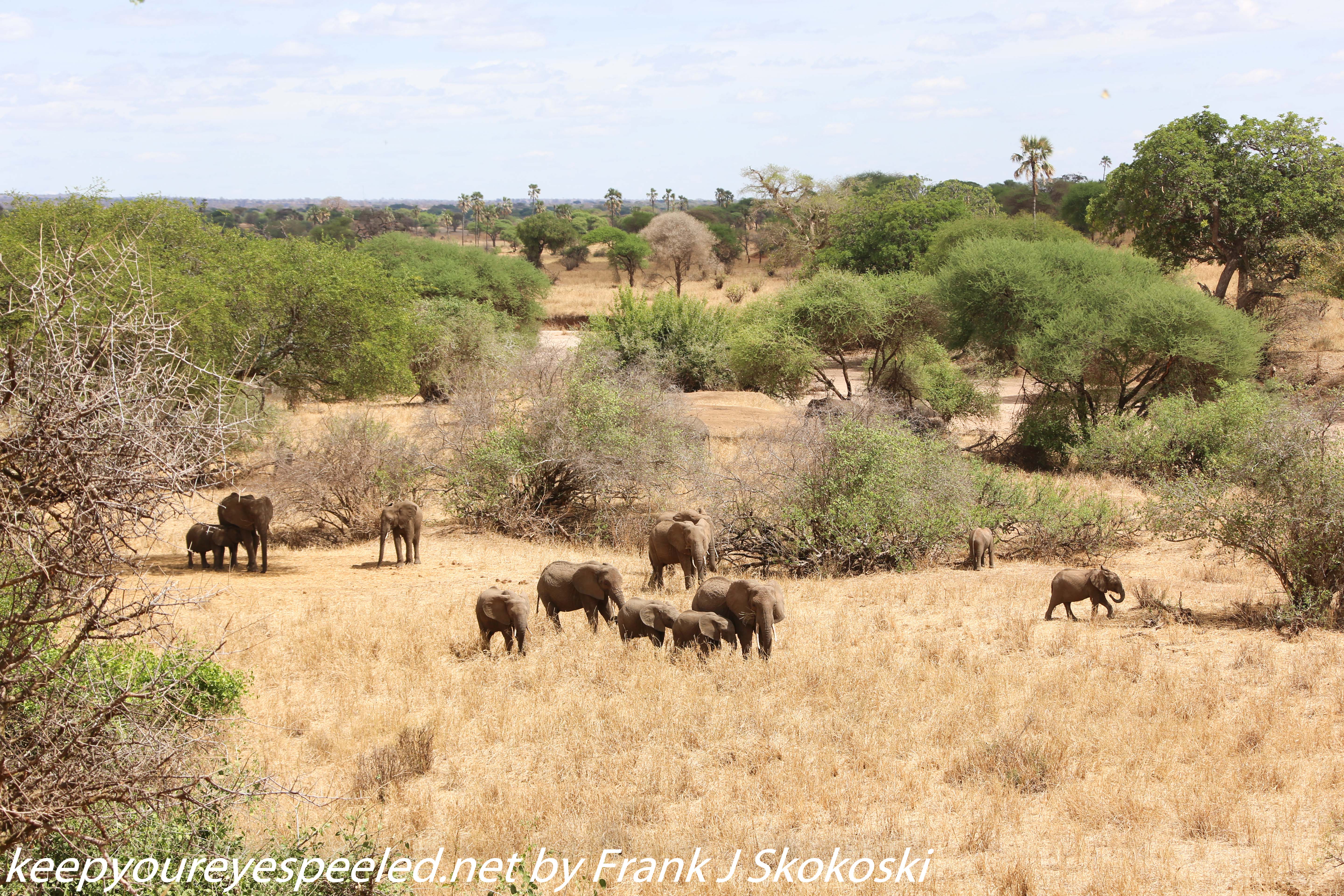 Tanzania-Day-Seven-Tarangire-elephants-6-of-31