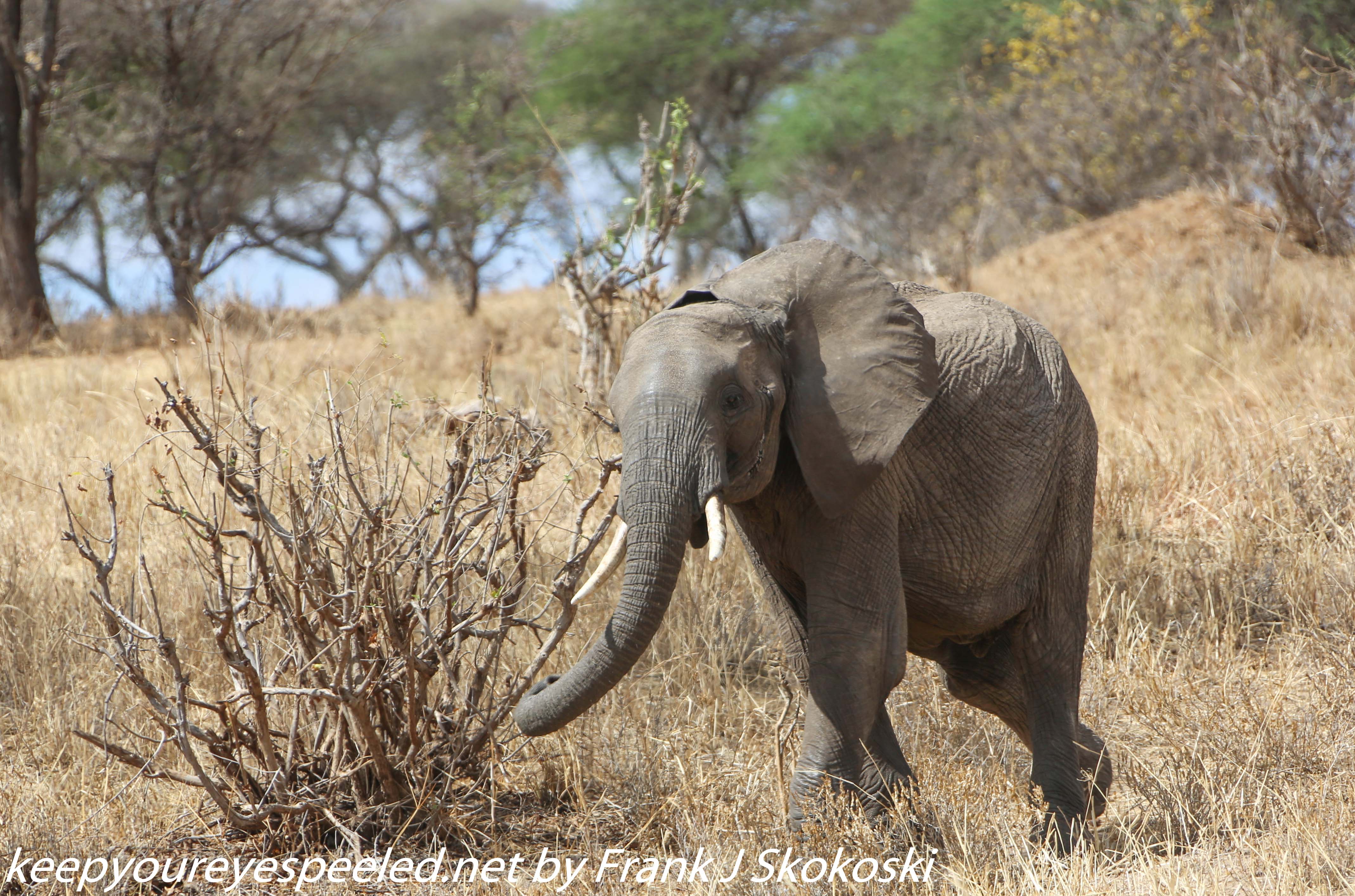 Tanzania-Day-Seven-Tarangire-elephants-7-of-31