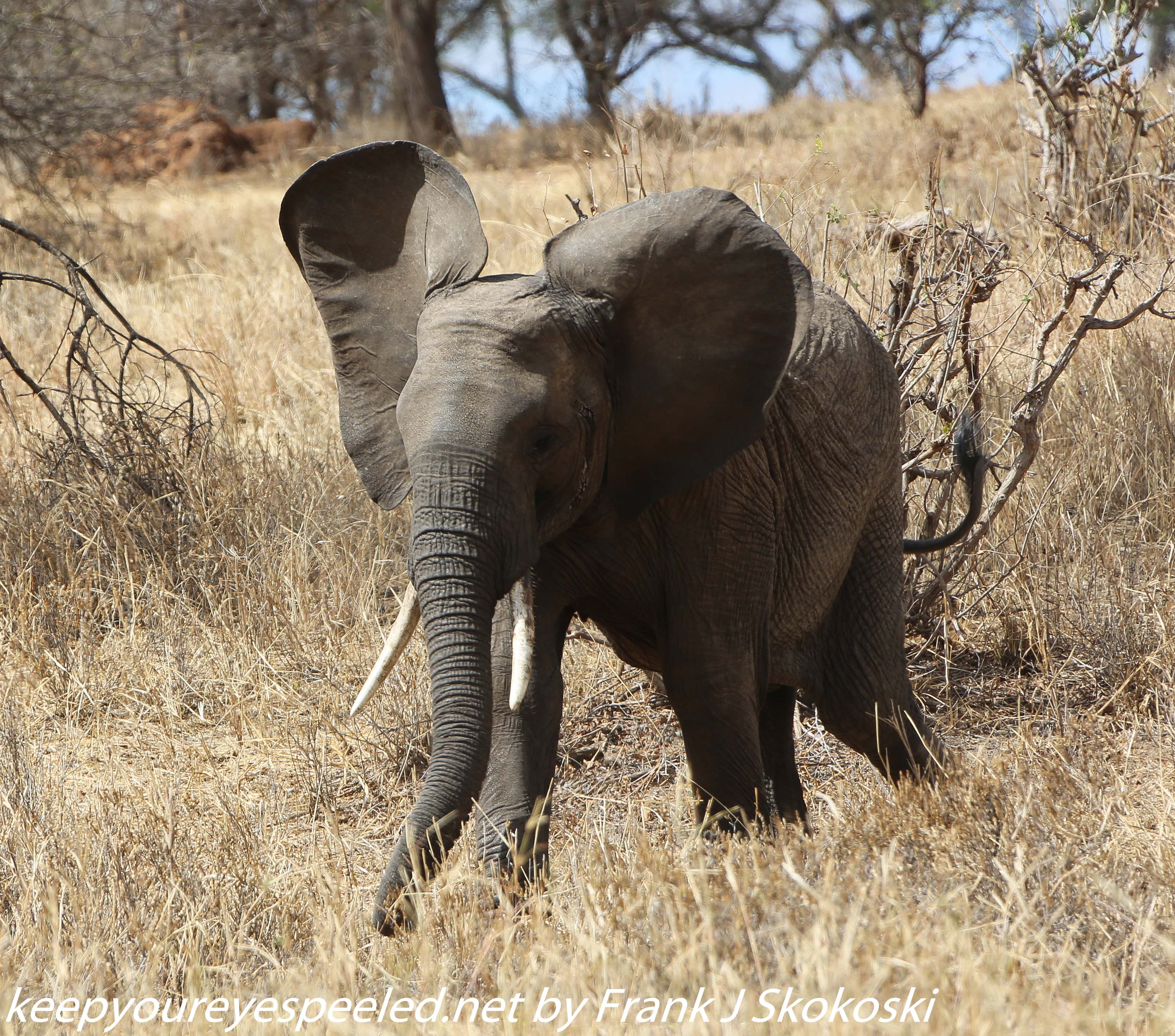 Tanzania-Day-Seven-Tarangire-elephants-9-of-31