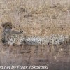 Tanzania-Day-Seven-Tarangire-cheeta-1-of-7