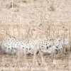 Tanzania-Day-Seven-Tarangire-cheeta-2-of-7