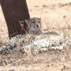 Tanzania-Day-Seven-Tarangire-cheeta-3-of-7