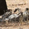 Tanzania-Day-Seven-Tarangire-cheeta-4-of-7