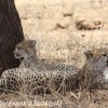 Tanzania-Day-Seven-Tarangire-cheeta-5-of-7