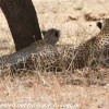 Tanzania-Day-Seven-Tarangire-cheeta-6-of-7
