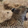 Tanzania-Day-Seven-Tarangire-cheeta-7-of-7