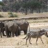 Tanzania-Day-Seven-Tarangire-elephants-1-of-31