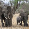 Tanzania-Day-Seven-Tarangire-elephants-11-of-31