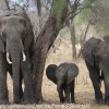 Tanzania-Day-Seven-Tarangire-elephants-12-of-31