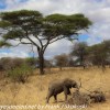 Tanzania-Day-Seven-Tarangire-elephants-13-of-31