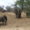 Tanzania-Day-Seven-Tarangire-elephants-15-of-31