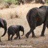 Tanzania-Day-Seven-Tarangire-elephants-16-of-31