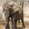 Tanzania-Day-Seven-Tarangire-elephants-17-of-31