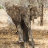 Tanzania-Day-Seven-Tarangire-elephants-18-of-31
