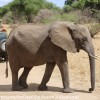 Tanzania-Day-Seven-Tarangire-elephants-19-of-31