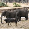 Tanzania-Day-Seven-Tarangire-elephants-2-of-31