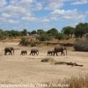 Tanzania-Day-Seven-Tarangire-elephants-20-of-31