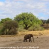 Tanzania-Day-Seven-Tarangire-elephants-21-of-31
