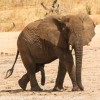 Tanzania-Day-Seven-Tarangire-elephants-22-of-31