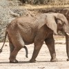 Tanzania-Day-Seven-Tarangire-elephants-23-of-31