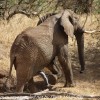 Tanzania-Day-Seven-Tarangire-elephants-24-of-31