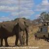 Tanzania-Day-Seven-Tarangire-elephants-25-of-31