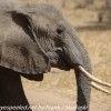 Tanzania-Day-Seven-Tarangire-elephants-26-of-31