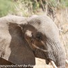 Tanzania-Day-Seven-Tarangire-elephants-27-of-31