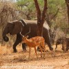 Tanzania-Day-Seven-Tarangire-elephants-28-of-31