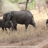 Tanzania-Day-Seven-Tarangire-elephants-29-of-31