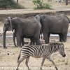Tanzania-Day-Seven-Tarangire-elephants-3-of-31
