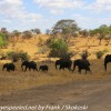Tanzania-Day-Seven-Tarangire-elephants-31-of-31