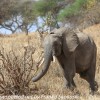 Tanzania-Day-Seven-Tarangire-elephants-7-of-31