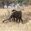 Tanzania-Day-Seven-Tarangire-elephants-8-of-31