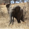 Tanzania-Day-Seven-Tarangire-elephants-9-of-31